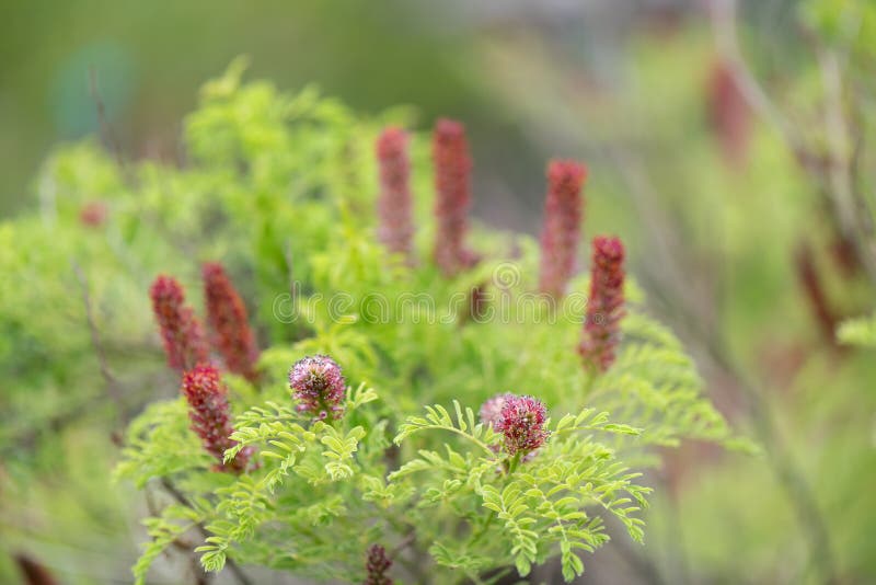 Dwarf indigobush Amorpha nana, flowering shrub